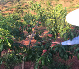 桃子苗种植